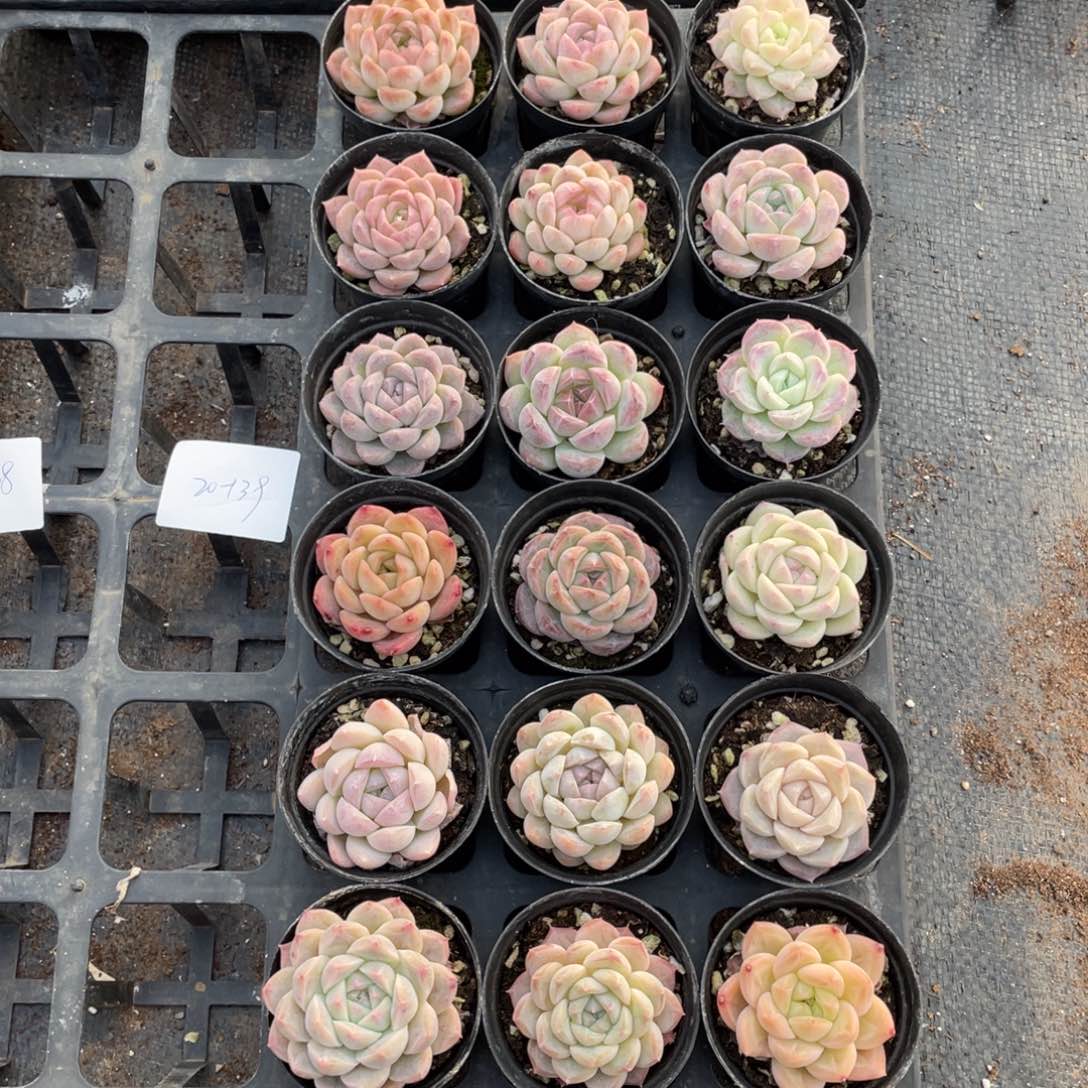 一物一拍18颗20-139