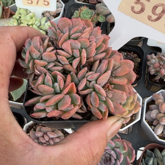 596绮罗缀一物一拍多肉