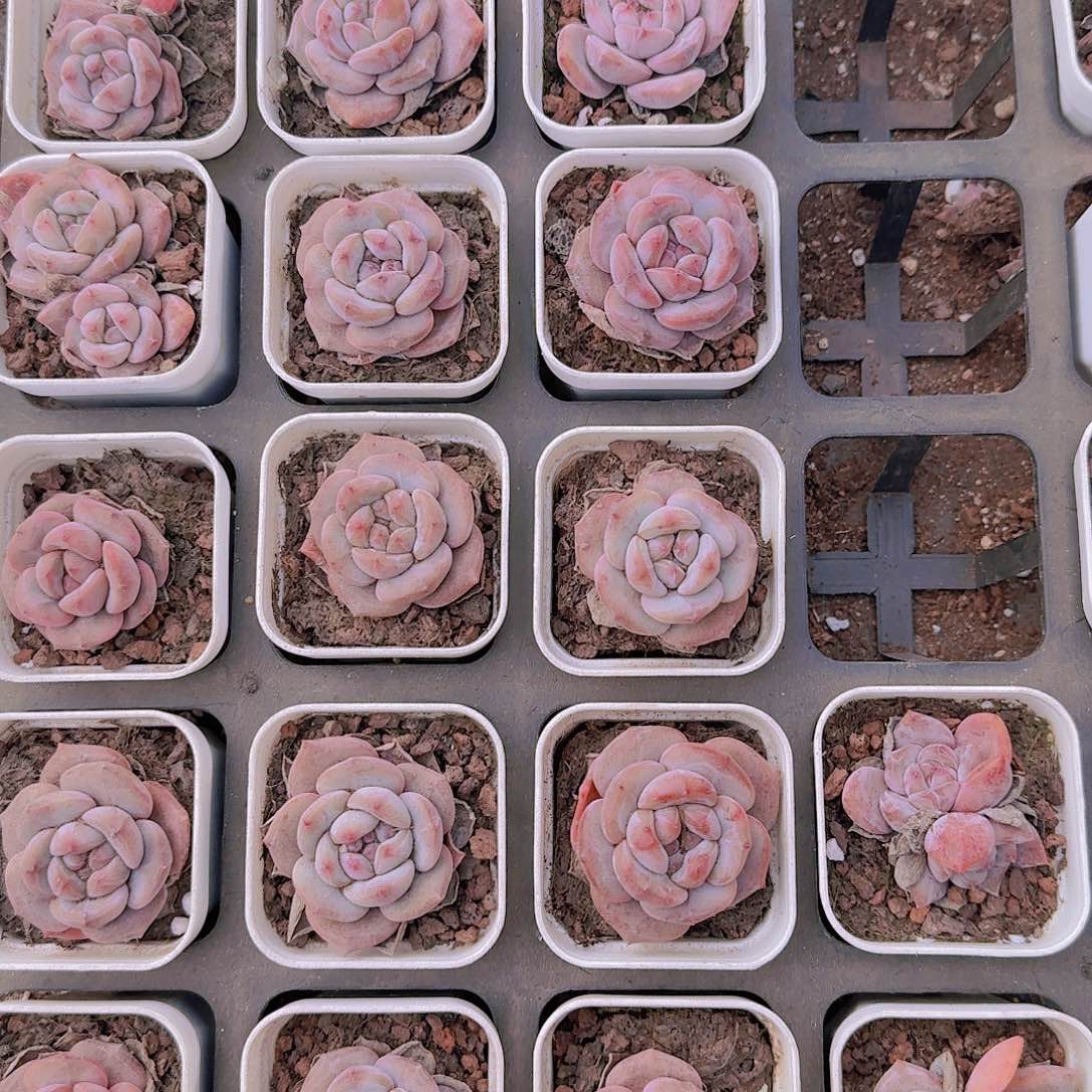 葡萄星影20颗带盆土