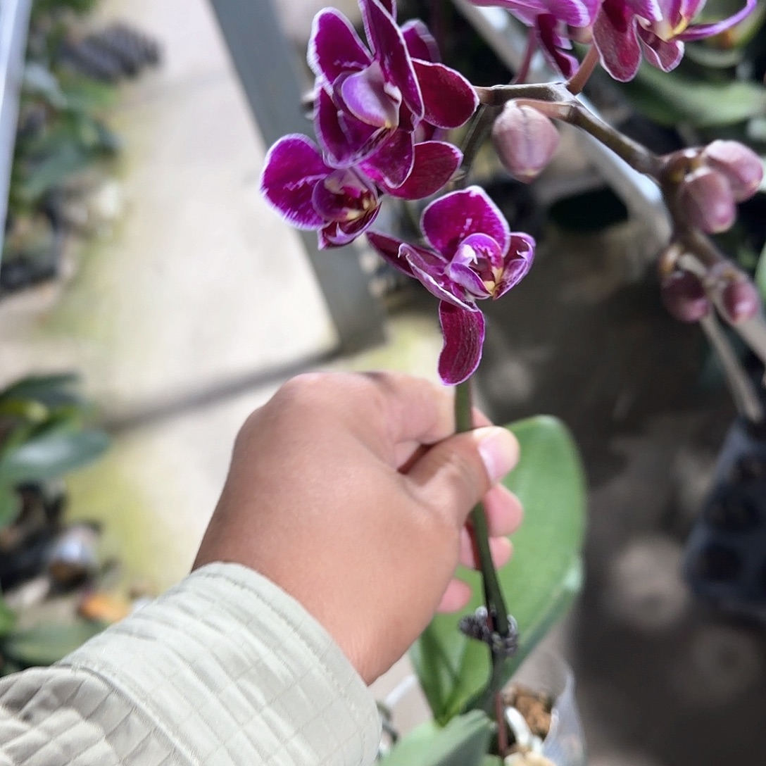 无花朵托卢卡带花