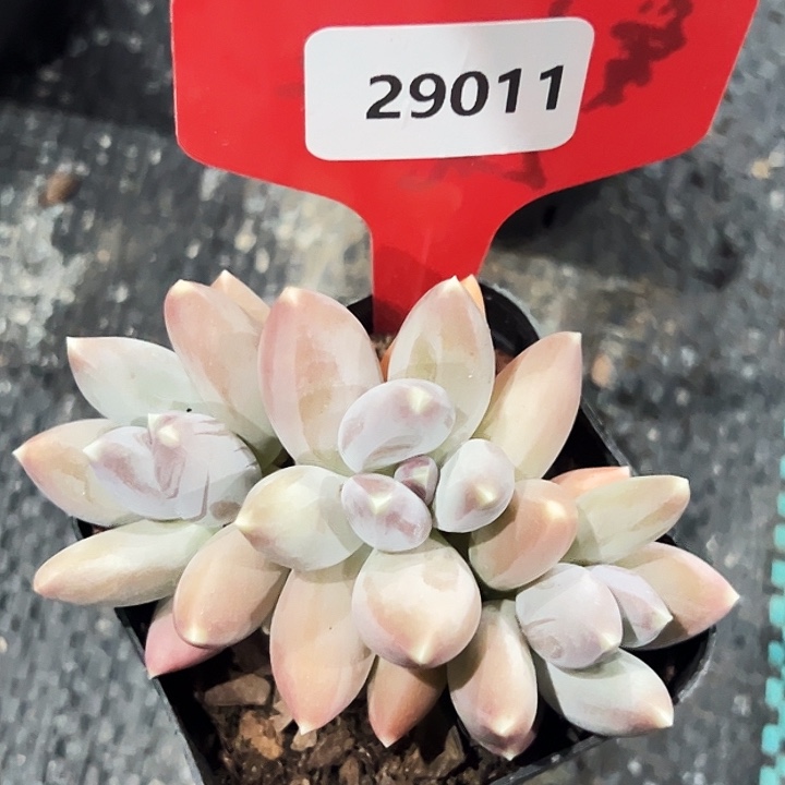 李***数糖心      29011号   