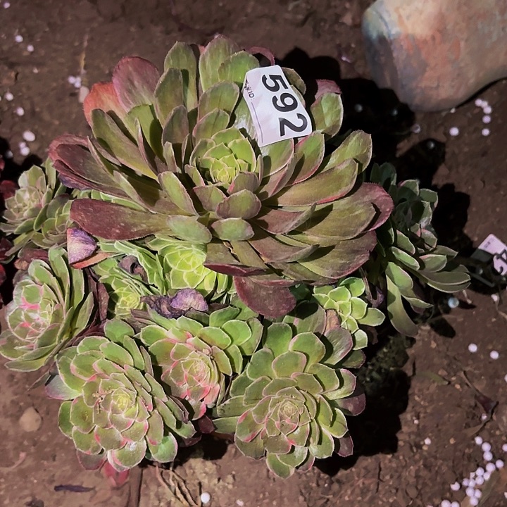 592万花筒多肉植物不售后