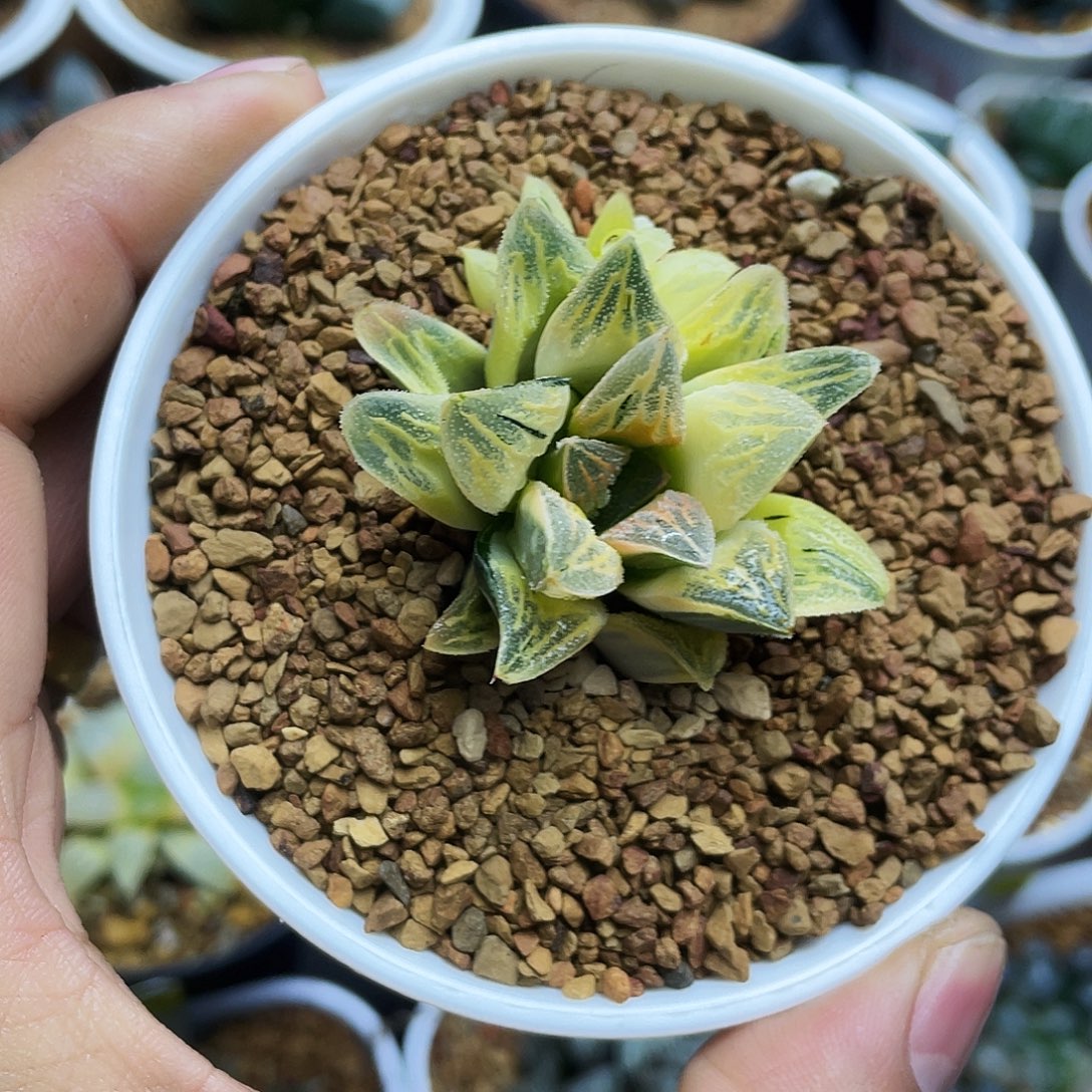 非组糊斑毛蟹寿锦十二卷