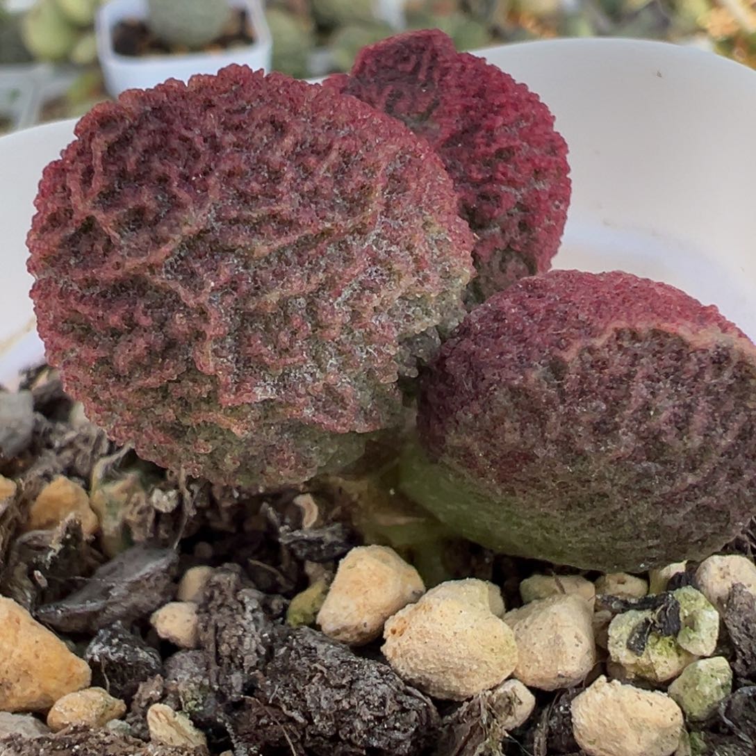 实生新品单头纯木质桩