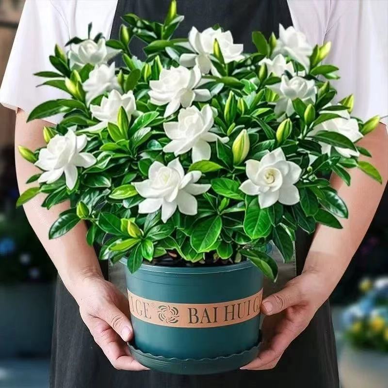 小叶栀子花盆栽四季开花室内盆栽带花苞阳台植物好养活浓香型花卉