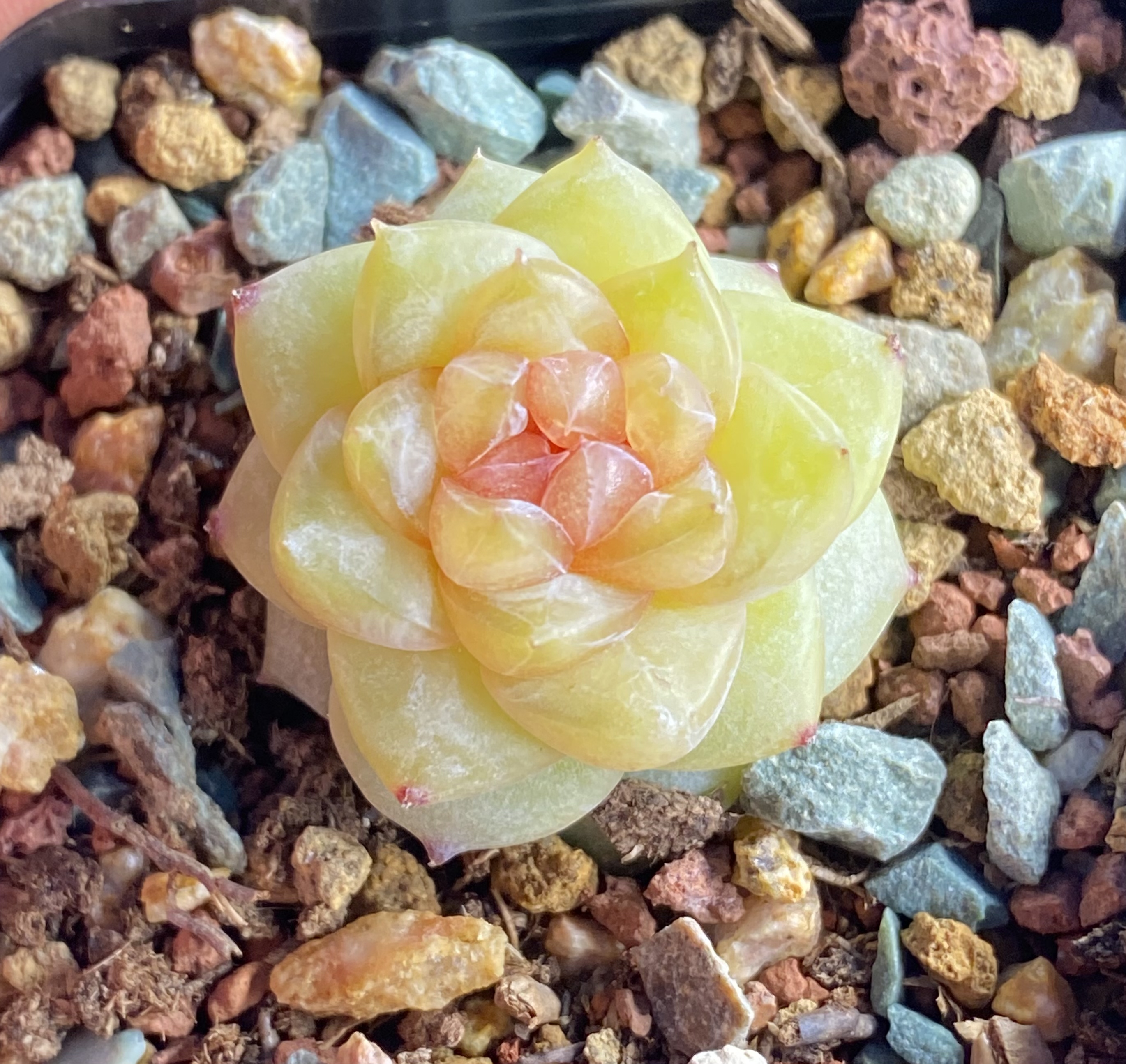 随机糖混多肉植物一盆