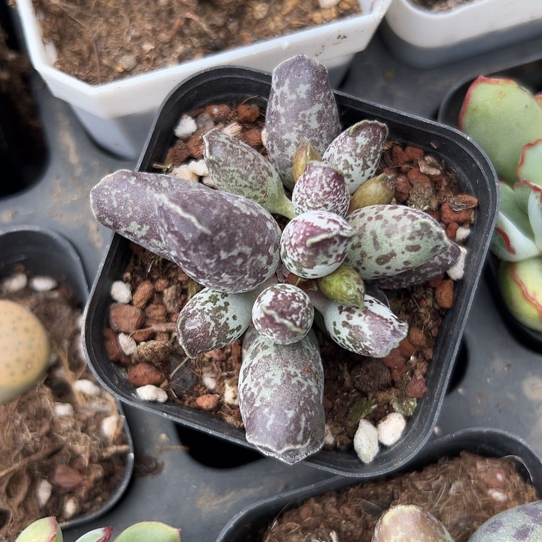 多肉植物多肉植物