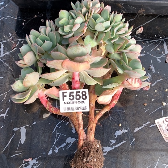 P***y霞光缀化558 亏本处理退款拉黑7/8天发货