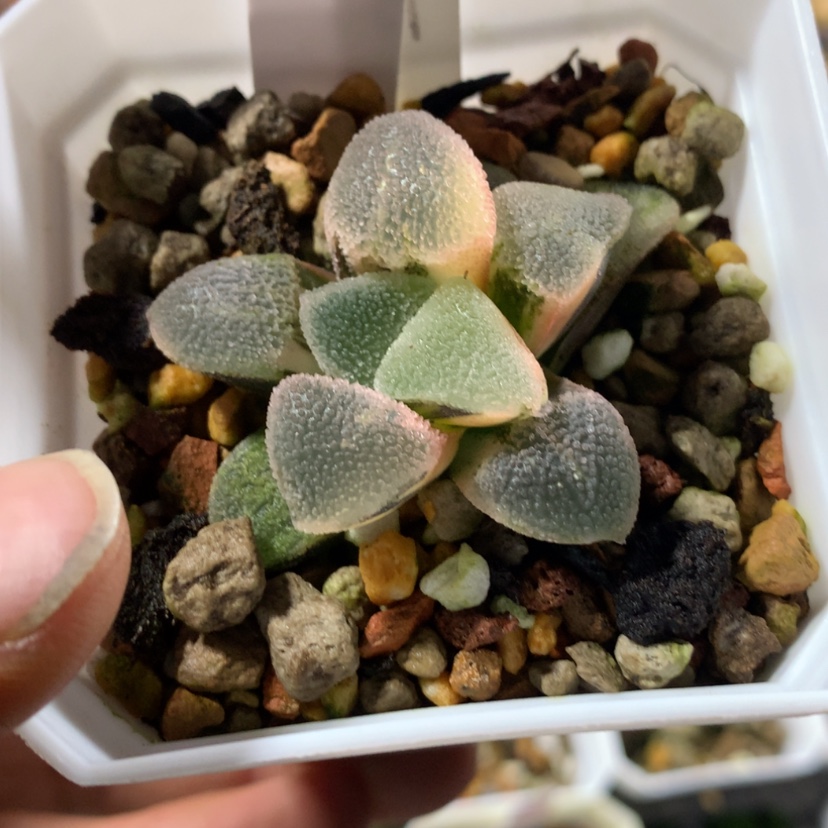 【闪购商品】 599冰钻磨面寿锦