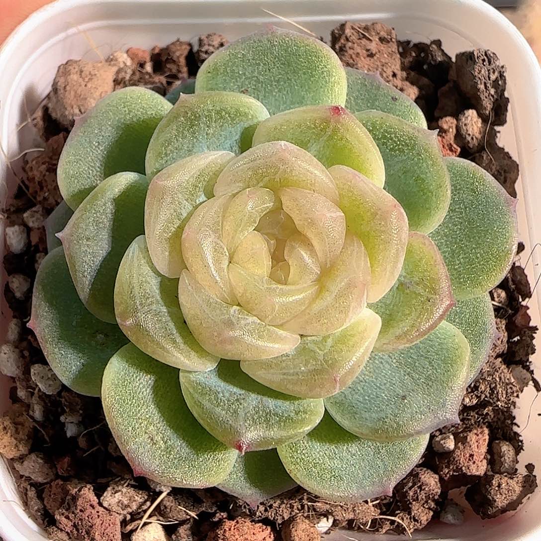 多肉1214-39无尽灯