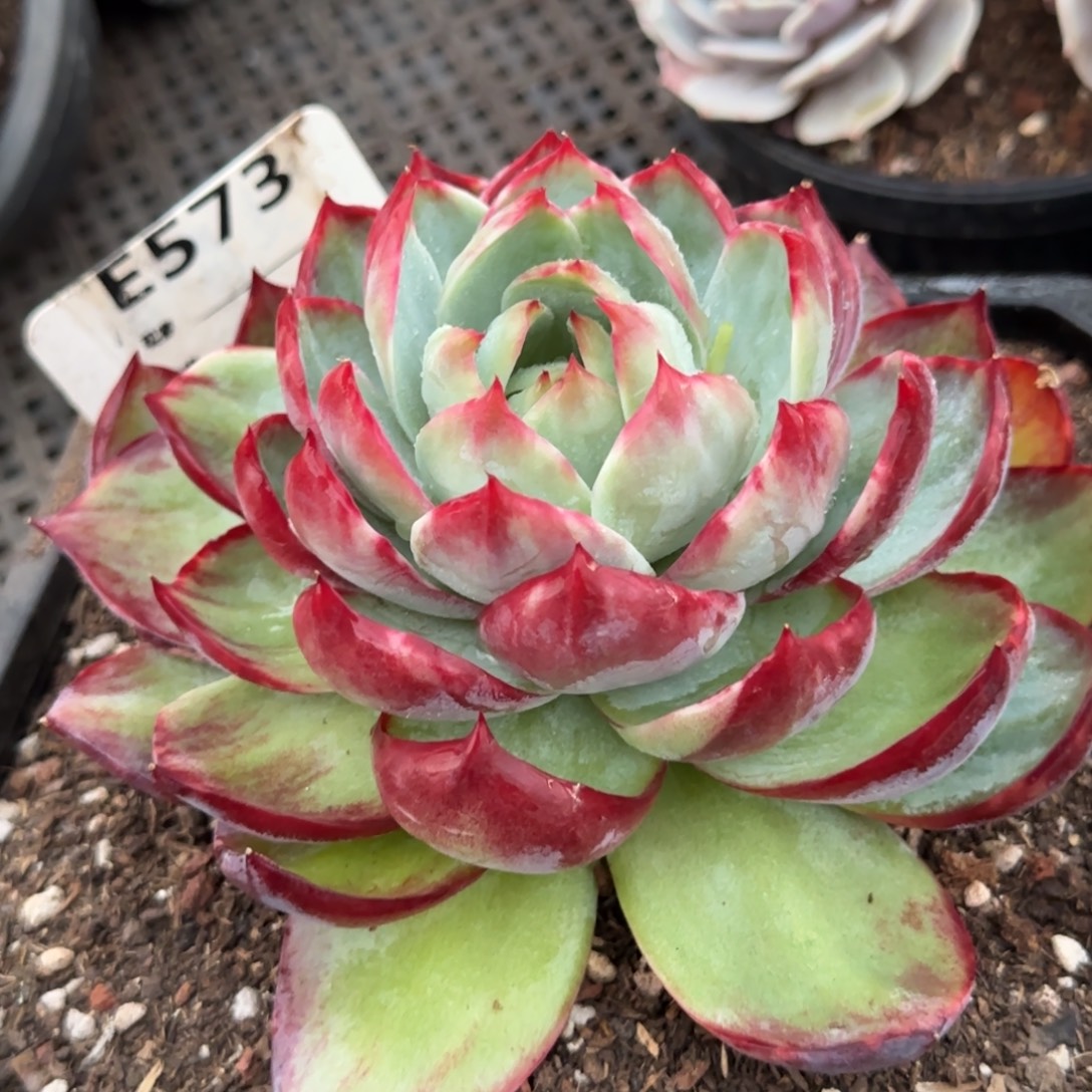 惊鸿一物一拍包装收缩花旱573