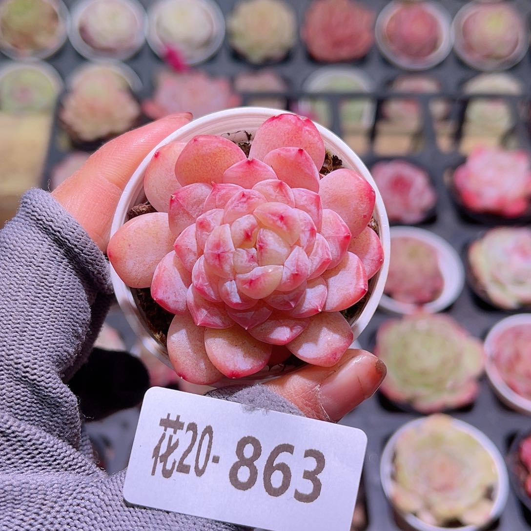 花20-863果汁单头