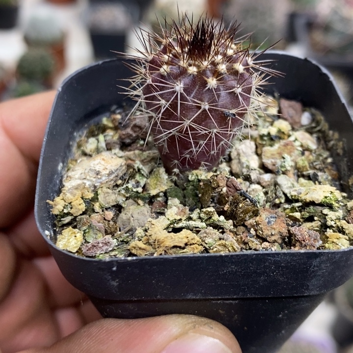实生紫皮尤博球特价
