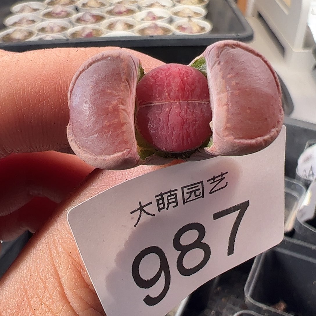 一物一拍。     987