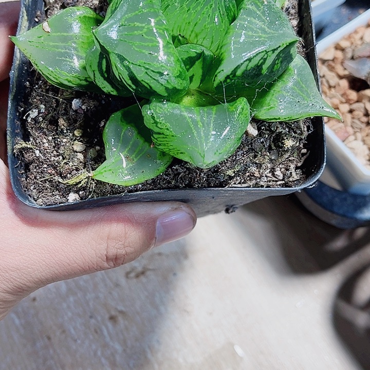 裹般若精品十二卷