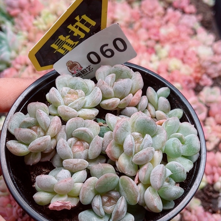 多肉植物多肉植物