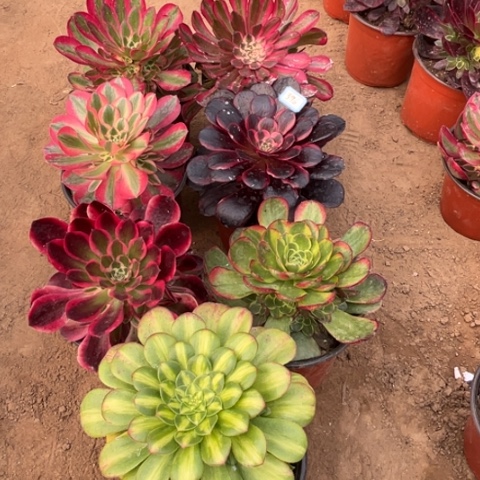 396多肉植物组合