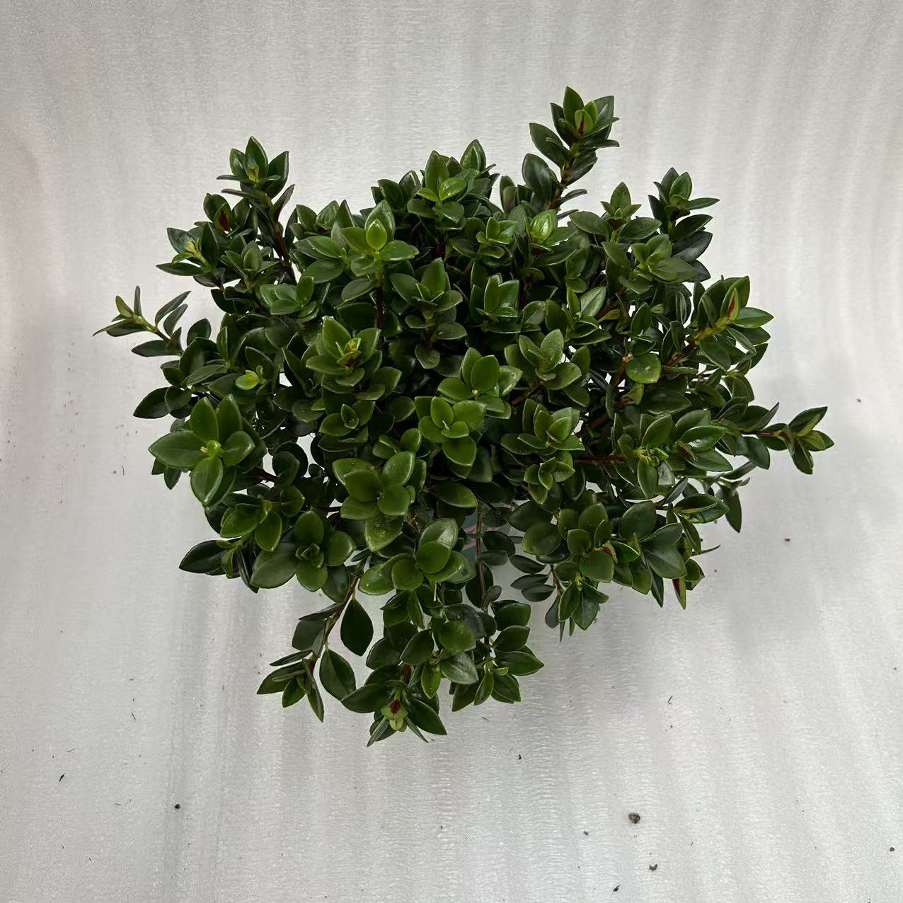 金鱼花盆栽绿植室内高档花  延