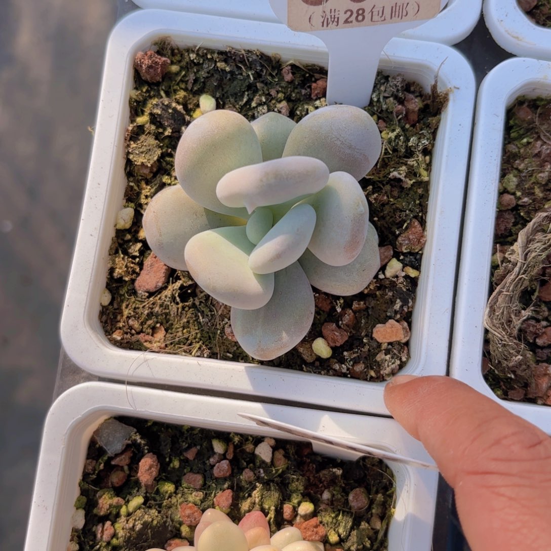 C501油煎完子一物一拍
