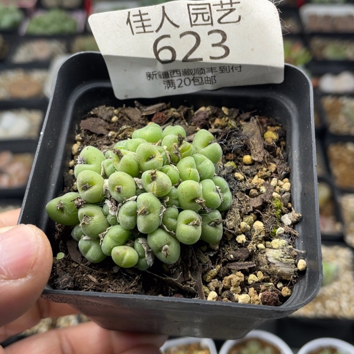 佳人园艺老周上新年福利啦小米锥623