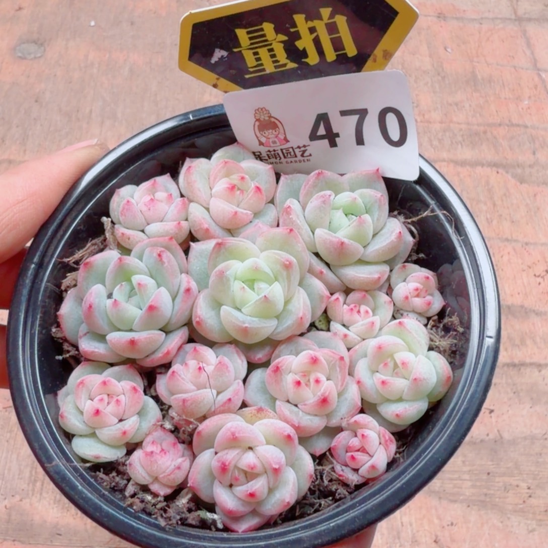 多肉植物多肉植物