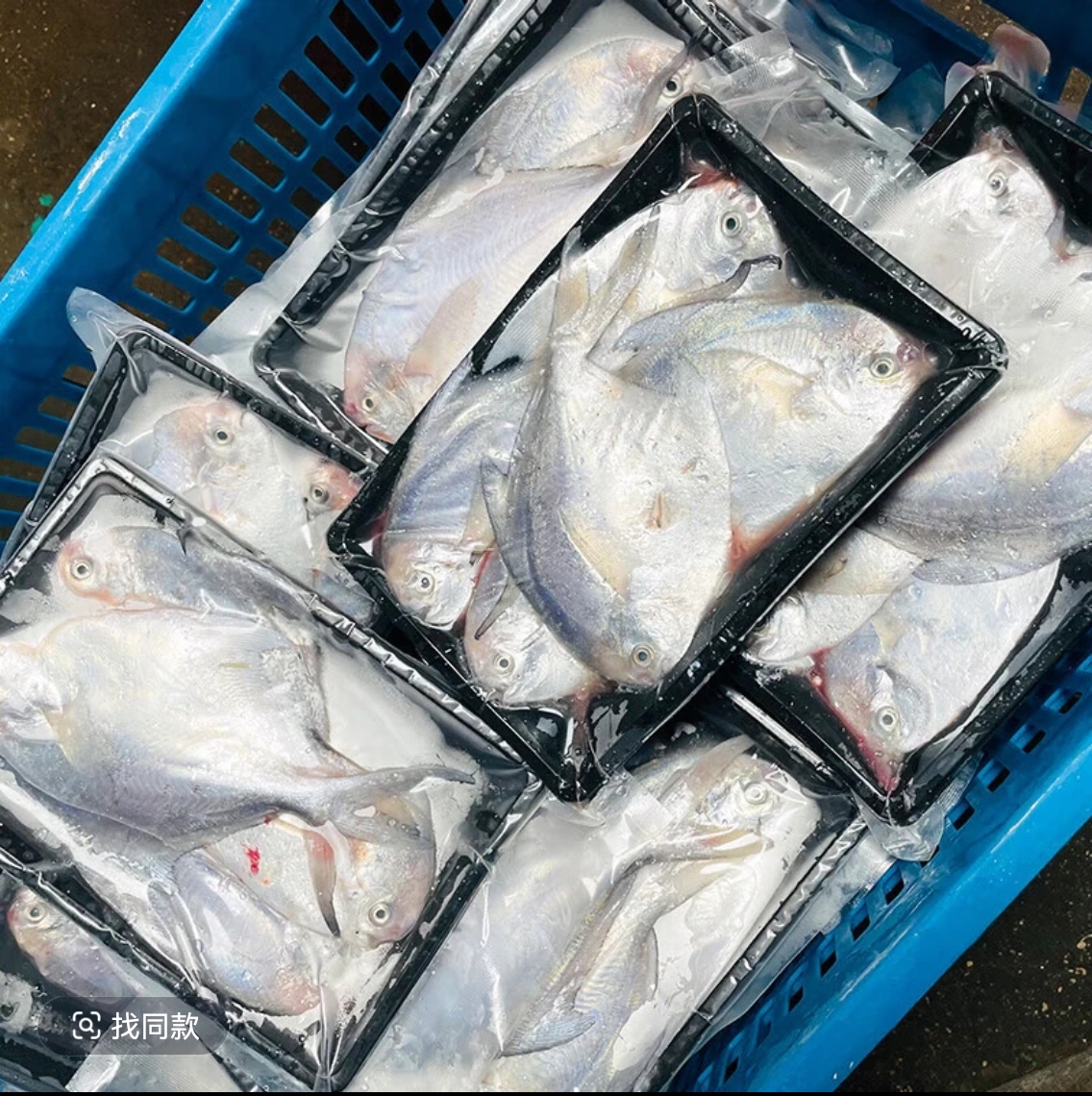 深海野生《五斤银鲳鱼》