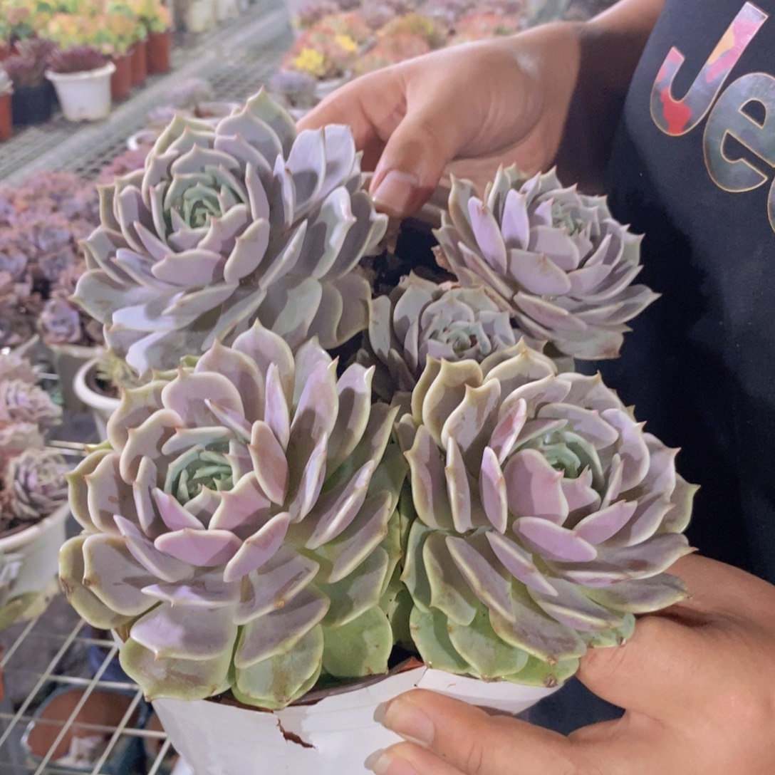 露娜莲双头起发两盆
