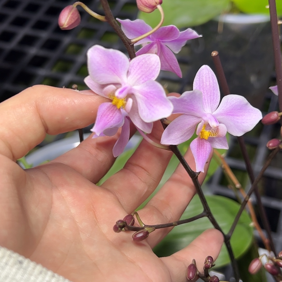 完全开放l773三寸