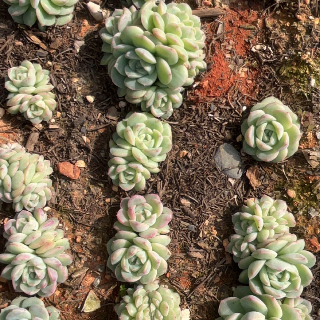 旭日多肉，不要拍，偏远地区运费