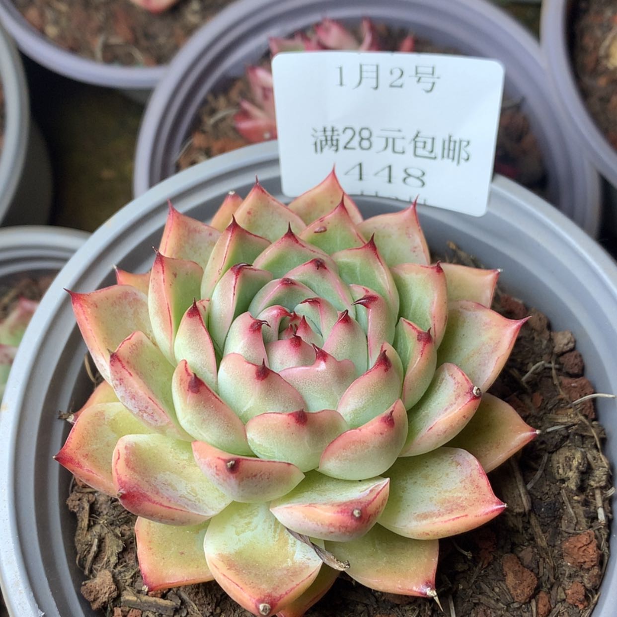 【闪购商品】云448号