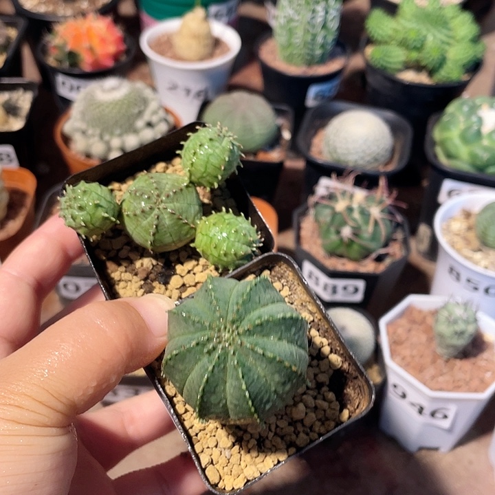 017实生泰系布纹球➕子吹布纹球