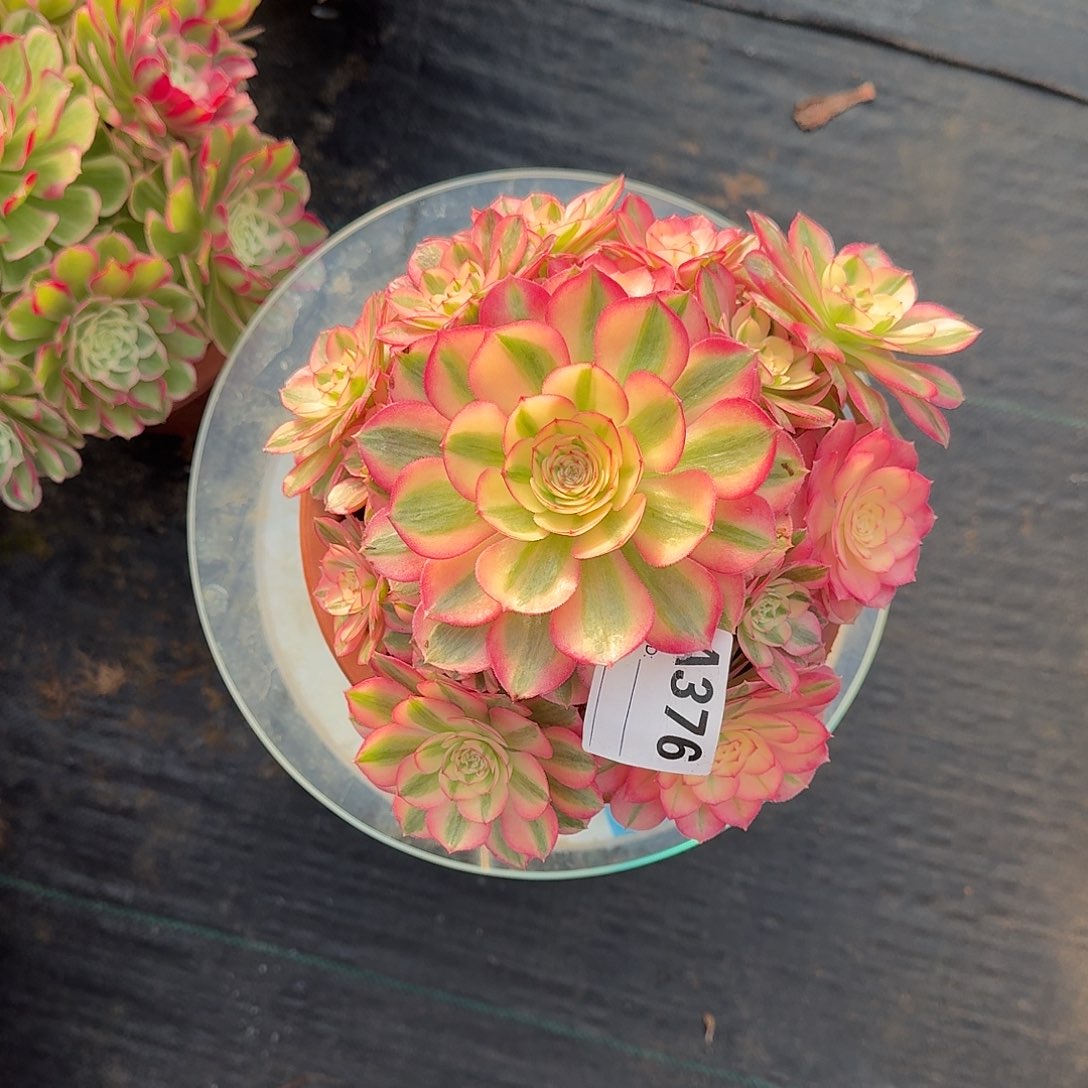 倾城多肉植物a376