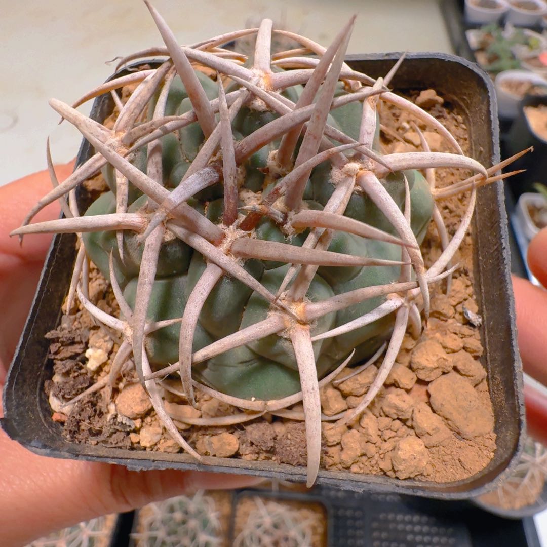 舍**谁527实生五十铃碧颜玉