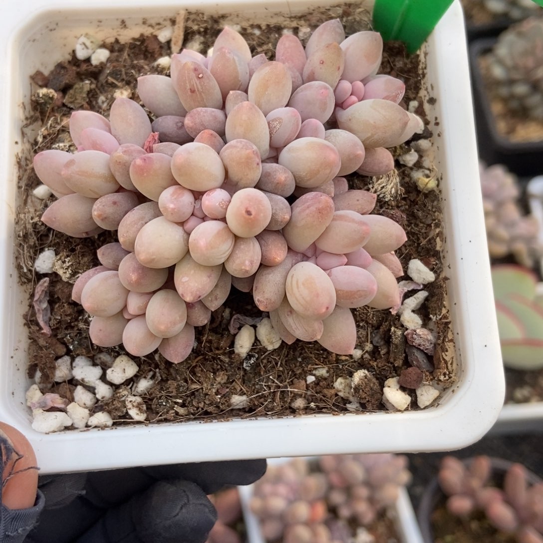 2052婴儿手指多肉植物保护