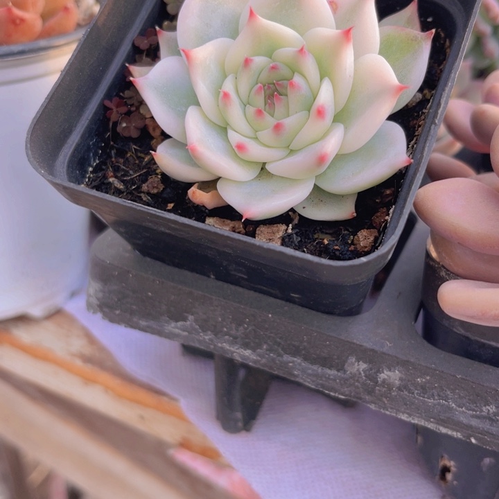 吉娃娃锦多肉植物21