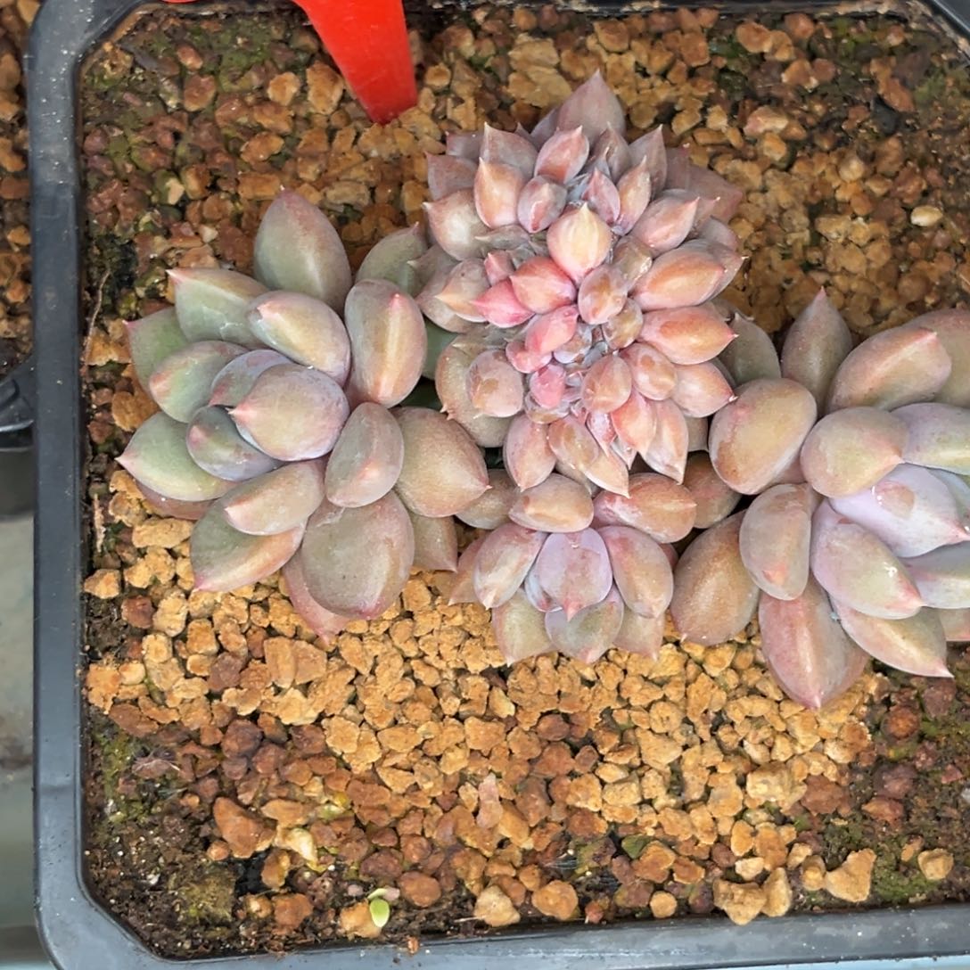 2712号晚上多肉植物群生多肉