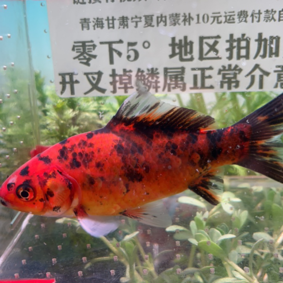 321号11-12公分红虎短尾草金鱼鱼观赏鱼（公鱼）