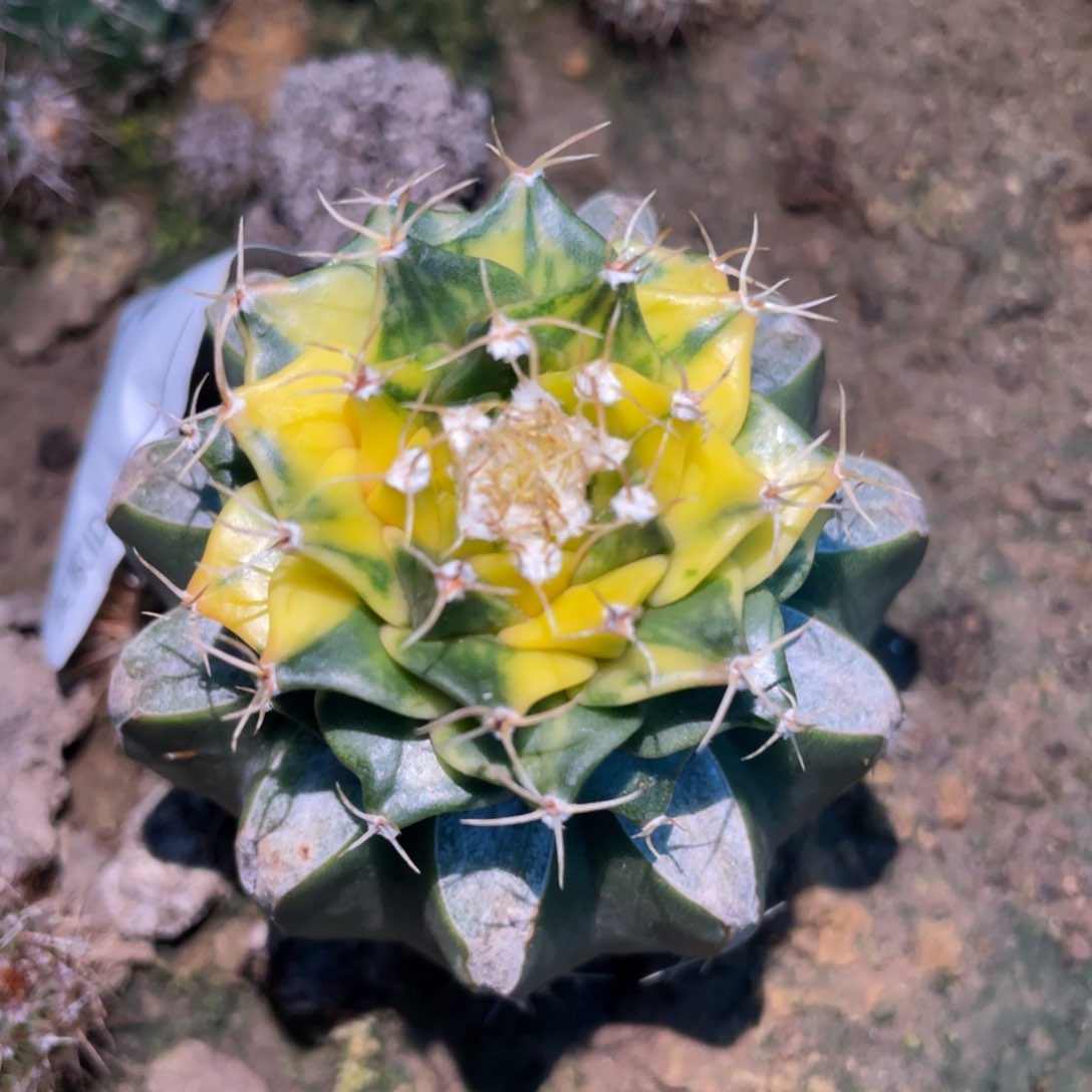 全部花朵散斑拉丝纹锦帝冠锦376