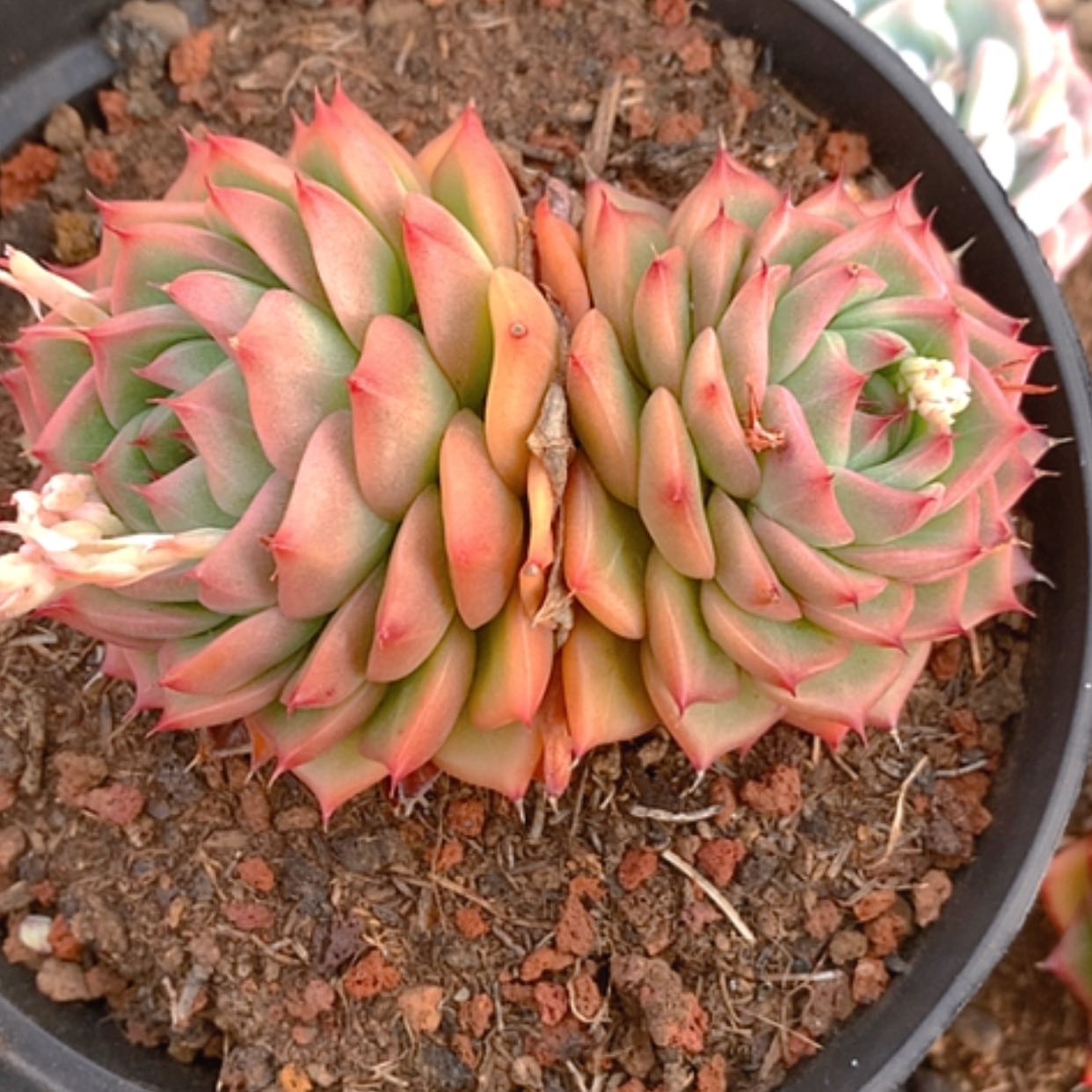 【闪购商品】云531号8公分