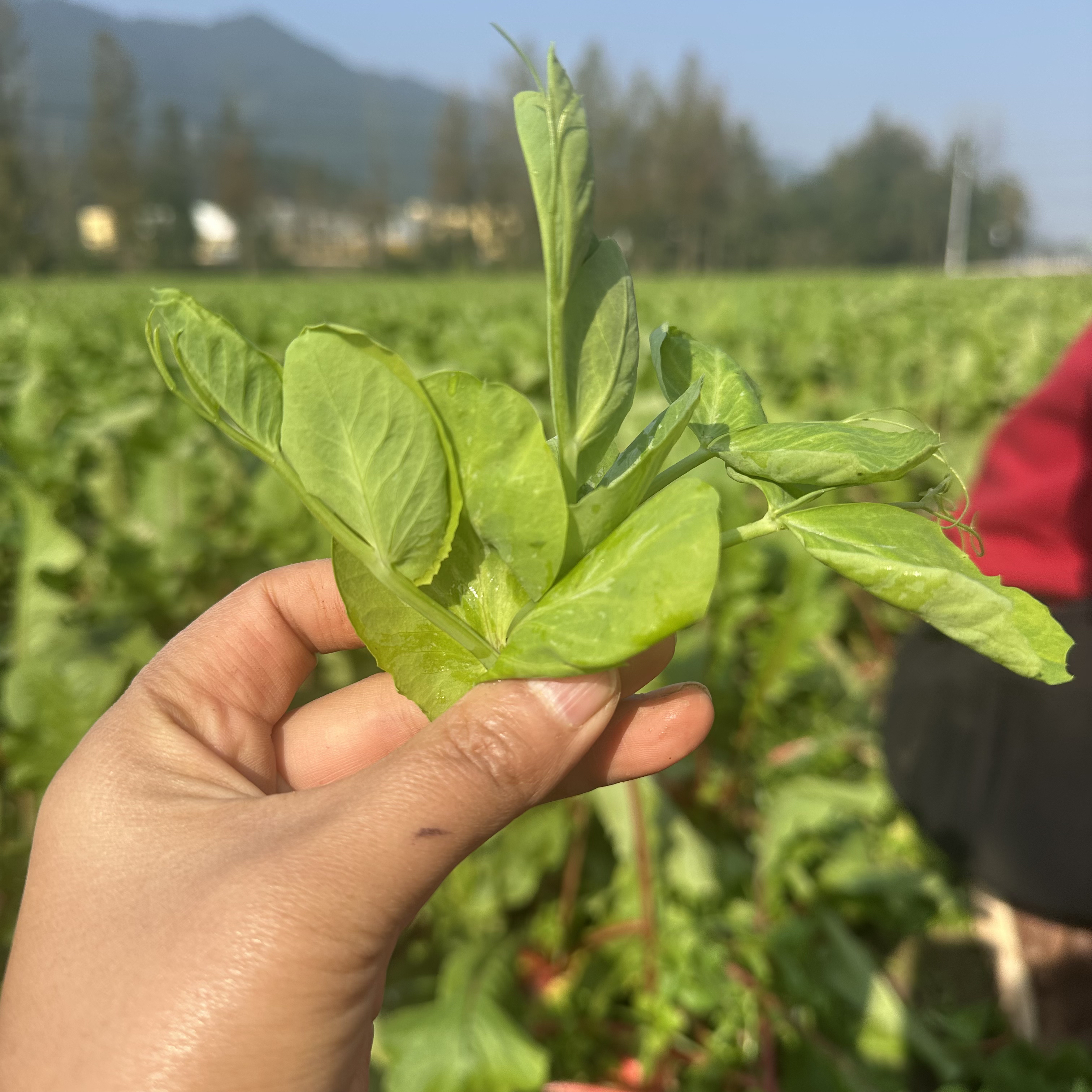 《助农蔬菜》农家自种新鲜豌豆尖