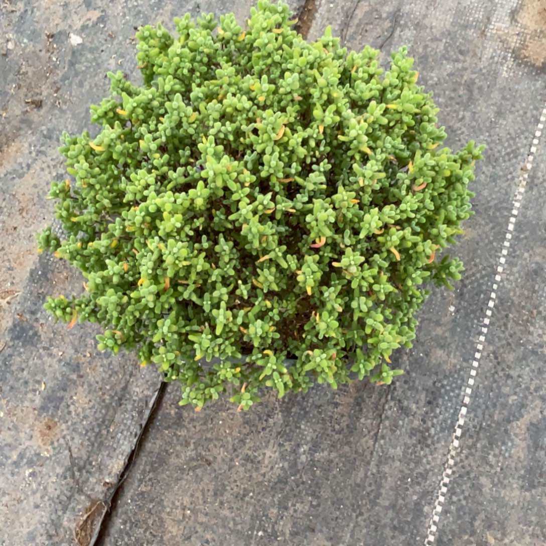 S****s蜜桔糖球。               