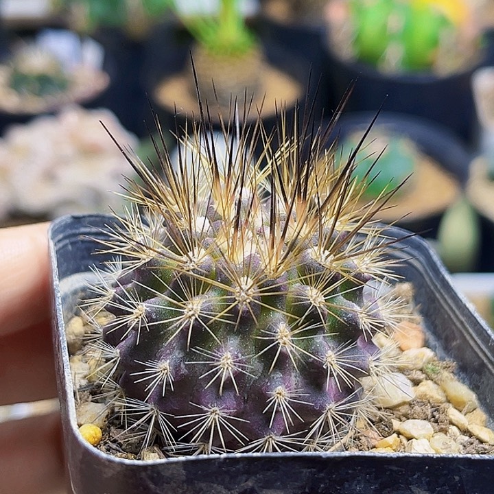 黑刺紫肌伏龙玉一颗4.1公分