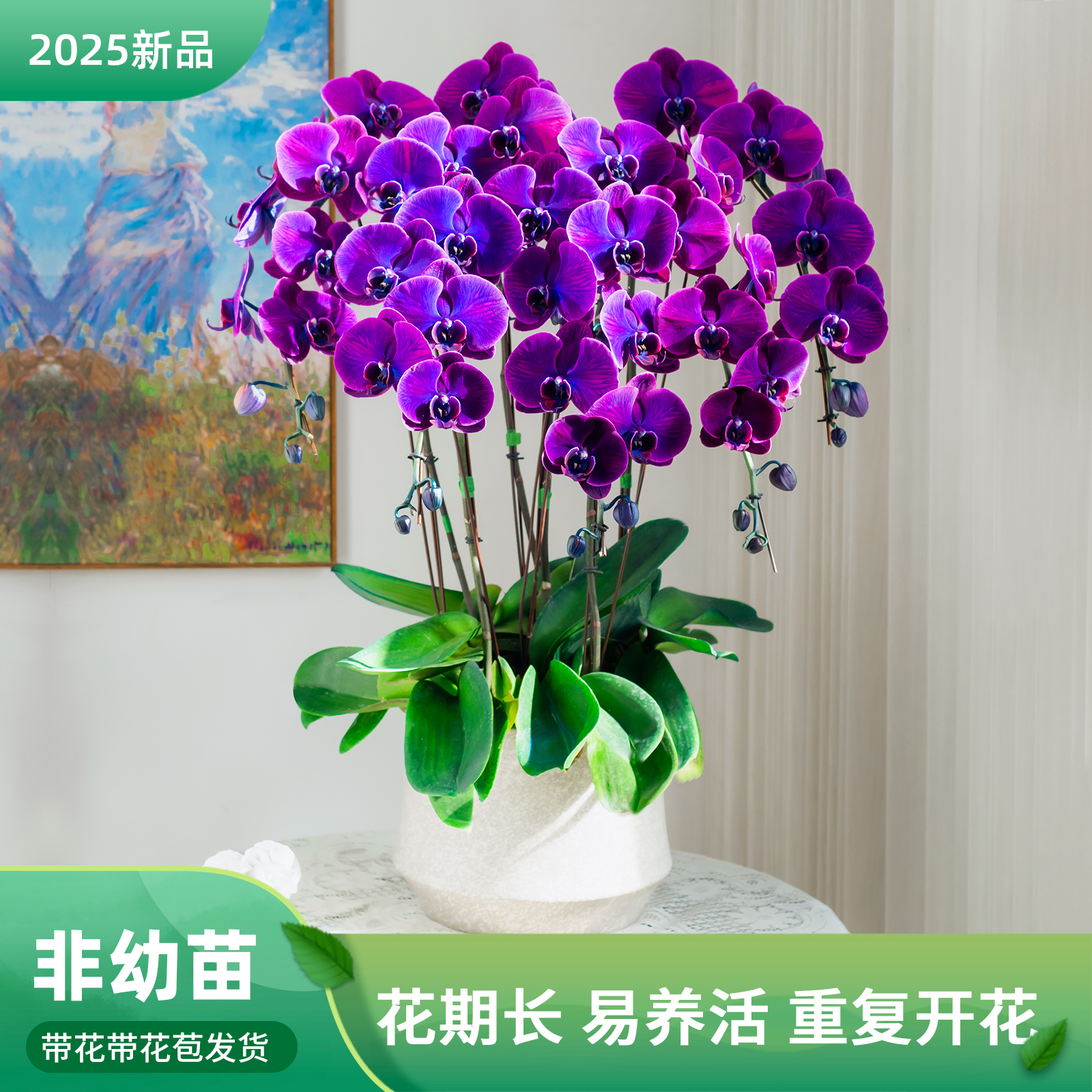 精品蝴蝶兰马卡龙黑曜石室内花卉盆栽圣诞礼物客厅前台蝴蝶兰盆栽