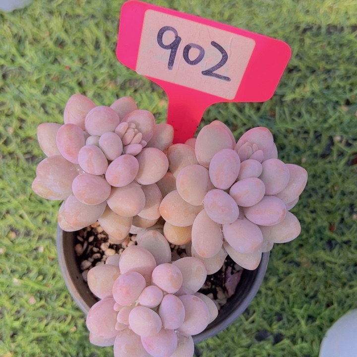 健健康康平平安安