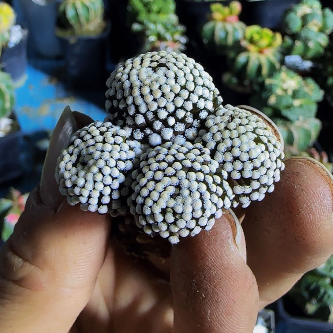 松镇牡丹380刚出根的