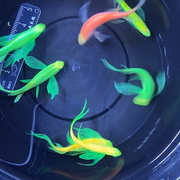 斑马鱼蝶翼斑马瑕疵练手鱼4厘米8条
