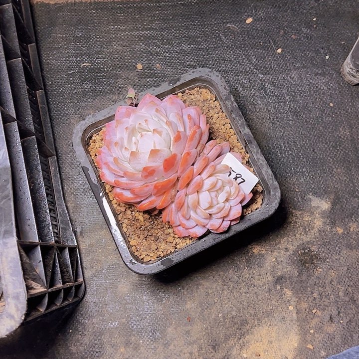 木*场587//////////////