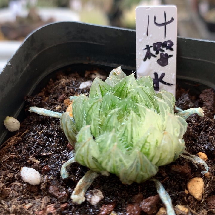 樱水晶一物一拍带盆