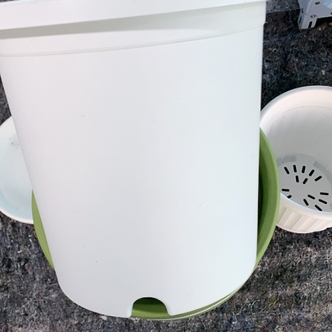 红陶6加奶白无托微瑕3个