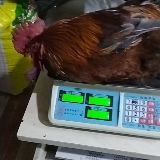 2天中国大陆贵州土鸡